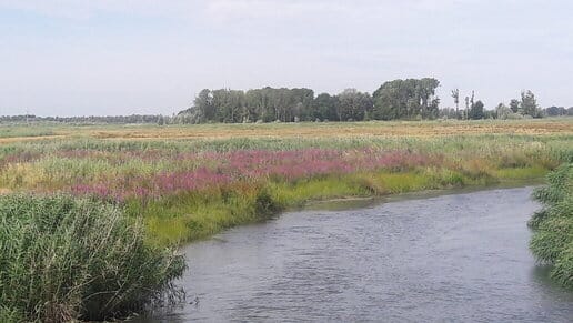 Fietsvakantie met hond in ZUid-Holland