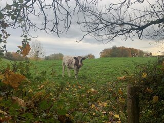 Fietsvakantie met hond in Limburg