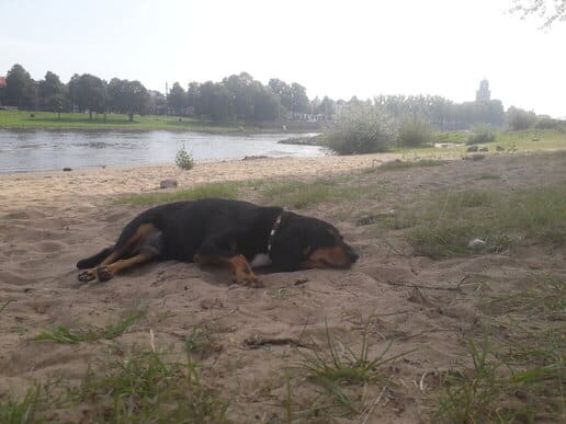 Fietsvakantie met hond in Gelderland