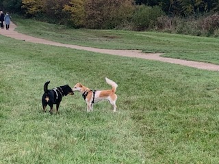 NTKC kampeerterrein De HEerkuil Sint Geertruid
