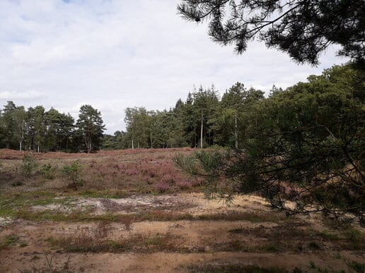 Fietsvakantie met hond in Utrecht